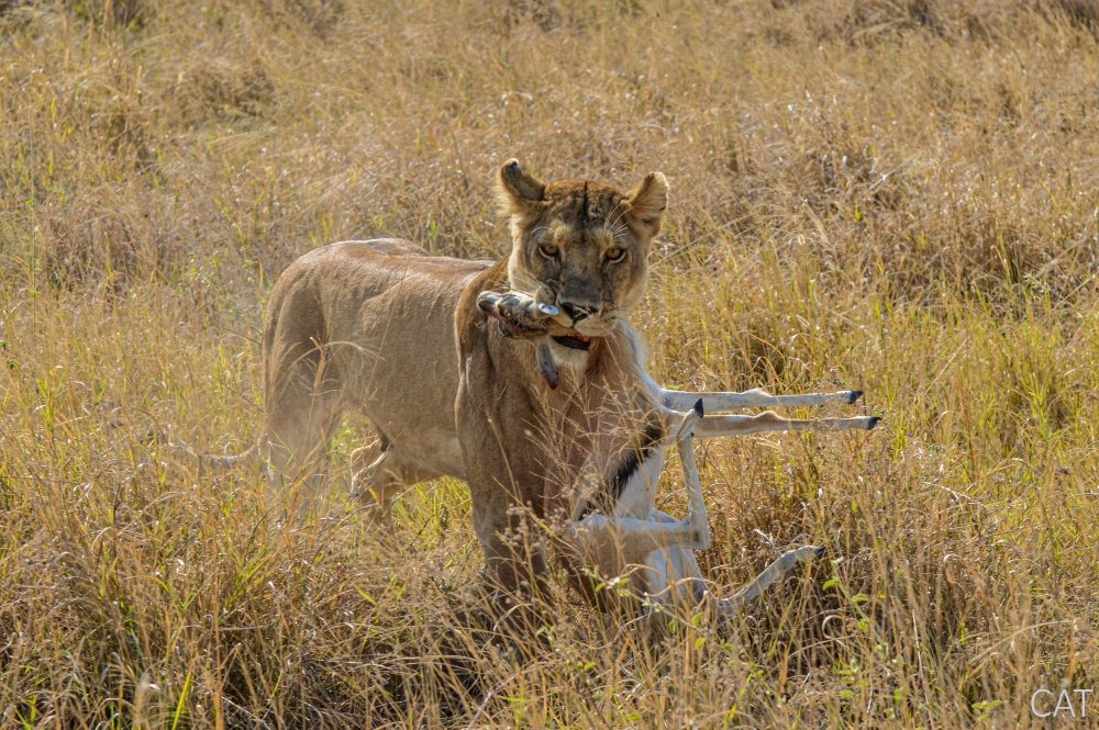 Lioness with her pray