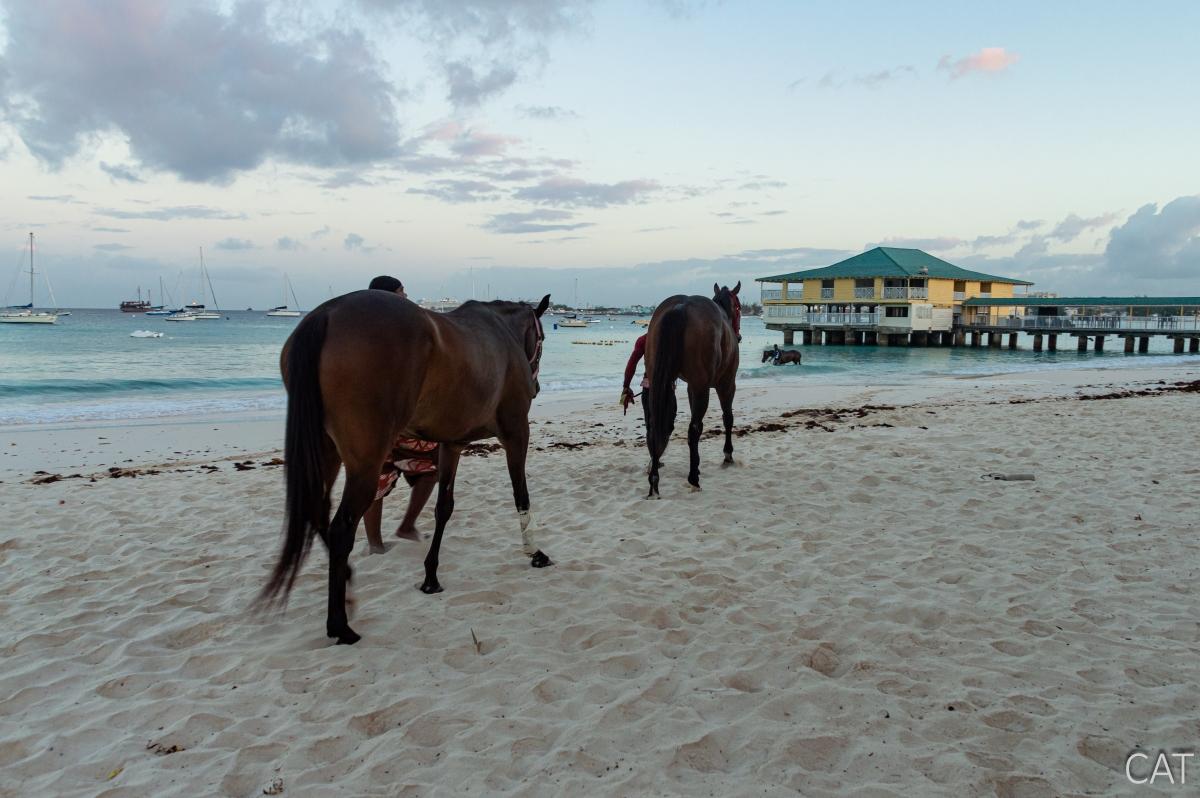 10 días en Barbados